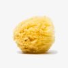 Natural Sea Sponge